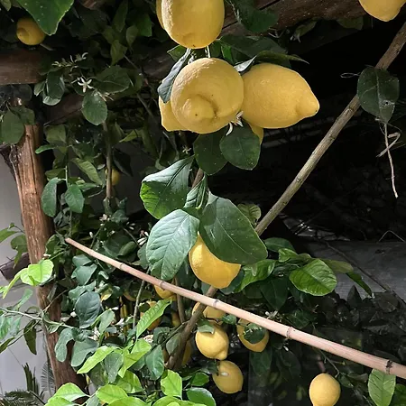 Casa de hóspedes Cerchia Corbara (Campania)